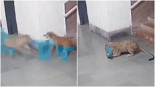 Cheetah Inside IIT Bombay Viral Video Shows Wild Feline Wandering Through Mumbai Institute Campus Cheetah Inside IIT Bombay Viral Video Shows Wild Feline Wandering Through Mumbai Institute Campus