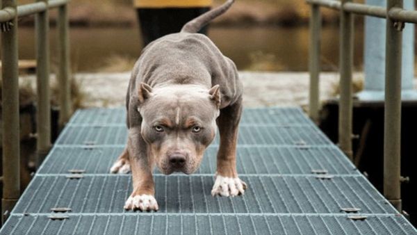 top5 dangerous dog breeds Among pet dogs these breeds are the most dangerous Be careful