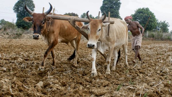 El Nino Threat To Indian Agriculture Pulse And Oilseed Production May Drop Ten Percent Due To Weak Monsoon