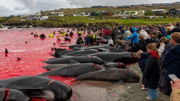 Horrific Animal Cruelty in Faroe Islands 700 Whales and Dolphins Brutally Killed with Hooks and Knives