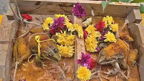 Frogs marriage Kothapet Frogs Tie Knot in Kothapet to Bring Rain Ambedkar Konaseema District Ritual