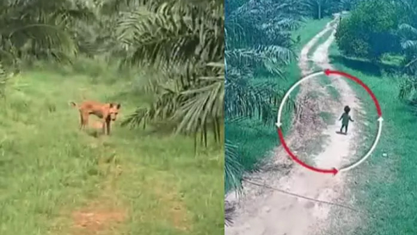 Twist in the Gnaneshwari missing case Dog s strange behavior search with GPS tracker on the dog Twist in the Gnaneshwari missing case Dog s strange behavior search with GPS tracker on the dog