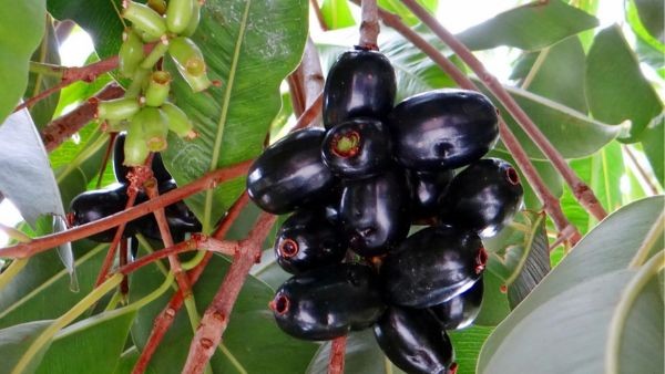 Jamun Fruit and Drought Connection The Science Behind Old Proverbs and Looming El Nino Weather Risks