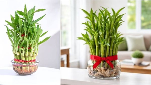 Lucky bamboo plant for 2026 home energy