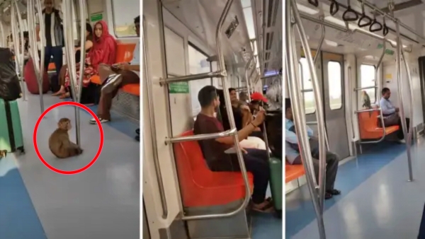Monkey Boards Delhi Metro and Playfully Interacts with Passengers Viral Video Delhi Metro Monkey