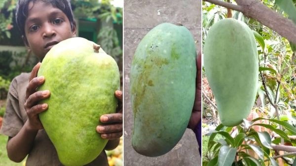 Meet Noorjahan Mango The Royal Fruit That Weights 5KG And Costs Thousands Of Rupees In Indian Market