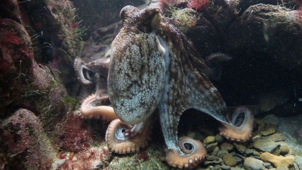 Dartmouth Study Reveals Octopuses Use Mirrors To Locate Hidden Food With Incredible Spatial Thinking