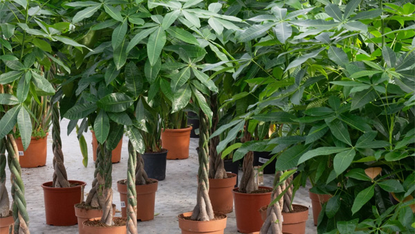 Vastu tips Why Pachira Aquatica Is Becoming a Must-Have Plant for Every Home Vastu tips Why Pachira Aquatica Is Becoming a Must-Have Plant for Every Home