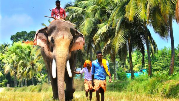 Supreme Court Rules on Kerala s Tallest Elephant Raman Fines Caretaker for Violating Temple Ritual Ban Supreme Court Rules on Kerala s Tallest Elephant Raman Fines Caretaker for Violating Temple Ritual Ban