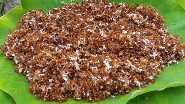Red Ant Chutney Discover The GI Tagged Tribal Delicacy And Unique Health Benefits of kai chutney Red Ant Chutney Discover The GI Tagged Tribal Delicacy And Unique Health Benefits of kai chutney