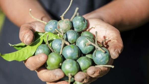 Rudraksha Farming Secrets Nepal Farmers Using Chemical Injections To Modify Shapes For China Markets