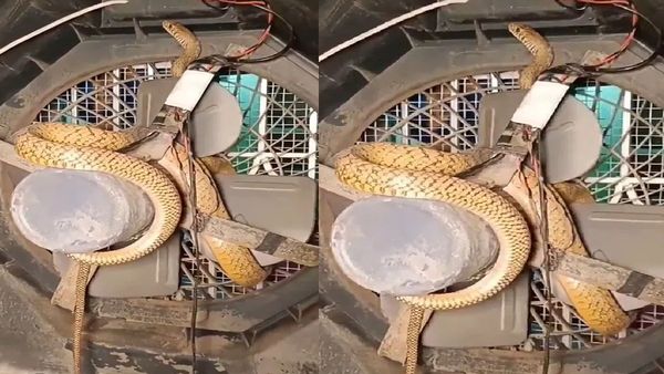 massive-snake-found-inside-air-cooler-and-video-got-full-viral-that-check-before-using-in-summer-202 massive-snake-found-inside-air-cooler-and-video-got-full-viral-that-check-before-using-in-summer-202
