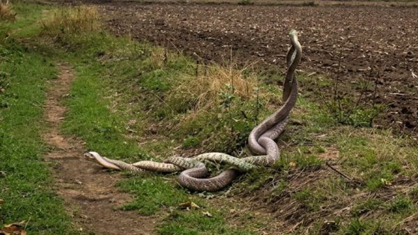 Rare Video Shows Two Snakes Intertwined in Bhainsa Farm During Monsoon as Farmer Records Combat Dance