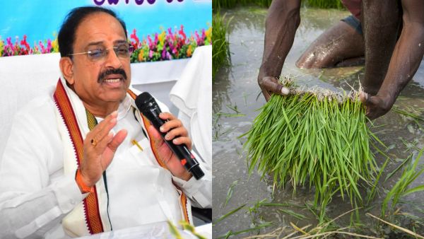 Telangana Fine Paddy Bonus Government Announces Rs 500 Incentive Only for 7 Identified Rice Seed Varieties