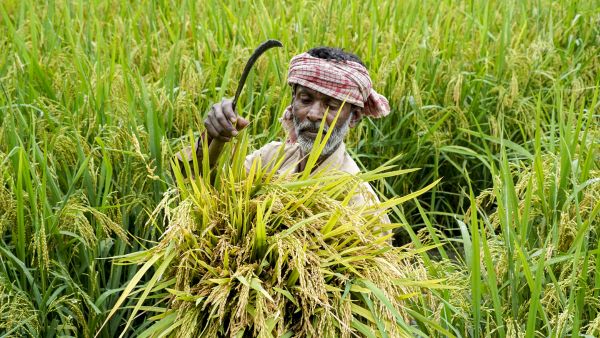 How Telangana Became India s Top Rabi Rice Producer Beating Andhra Pradesh And Tamil Nadu Combined