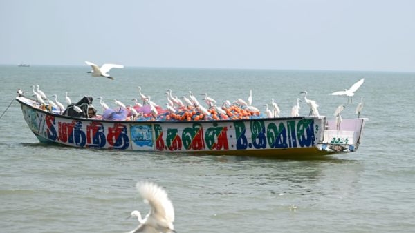 Thoothukudi Beach Turns Red as Rare Seaweed Washes Ashore Along With Beautiful Migratory Flamingos In Flux Thoothukudi Beach Turns Red as Rare Seaweed Washes Ashore Along With Beautiful Migratory Flamingos In Flux