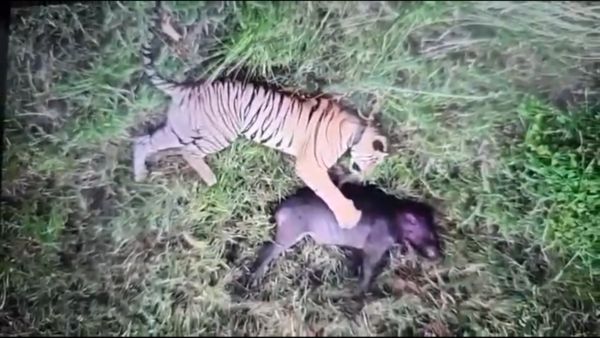 Tiger Hunts Wild Boar In Polavaram District As Drone Camera Records Spine Chilling Video Footage Tiger Hunts Wild Boar In Polavaram District As Drone Camera Records Spine Chilling Video Footage