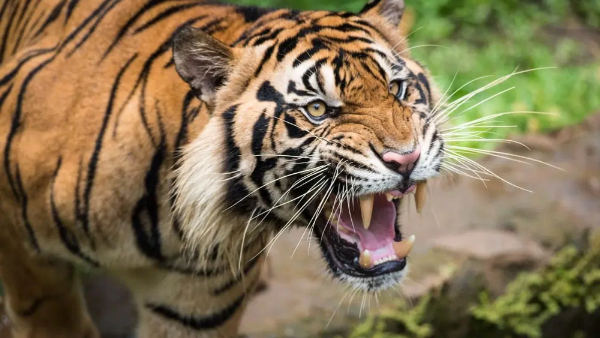 A Tiger spotted near Polavaram project region causing panic among locals forest officials alert