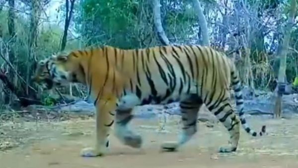 Rare Tigress Spotted in Udanti Sitanadi Tiger Reserve After 8 Years Added to National Tiger Census 2026 Rare Tigress Spotted in Udanti Sitanadi Tiger Reserve After 8 Years Added to National Tiger Census 2026