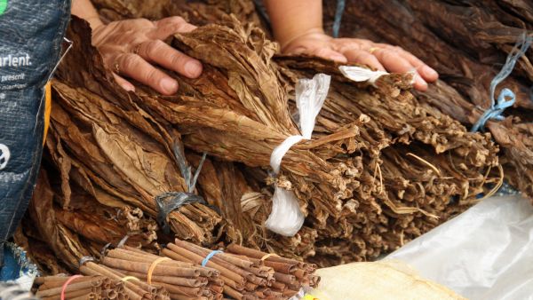 Tobacco Crop Control Board Limits Production to 8 1 Cr Kgs Minister Orders Rs 200 Minimum Price Now