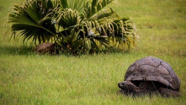 PM Modi Visits Seychelles Historic Meet With 194-Year-Old Giant Tortoise Jonathan During State Tour
