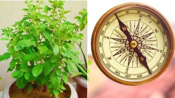 Bring these Plants to Home along with the Sacred Tulasi as Per Vastu for true prosperity Enhance Bring these Plants to Home along with the Sacred Tulasi as Per Vastu for true prosperity Enhance