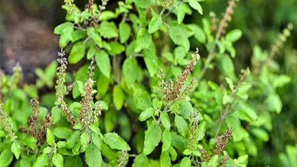 Keep Tulsi Protected and Avoid These Vastu Mistakes That Invite Negative Energy Before They Cost