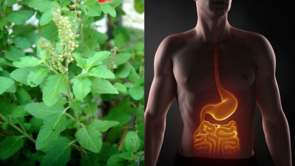 tulsi-leaves-aid-digestion-by-stimulating-the-secretion-of-digestive-enzymes-and-reducing-acidity-in