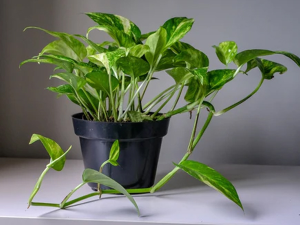 Vastu tips Does stealing a money plant bring good luck Vastu tips Does stealing a money plant bring good luck
