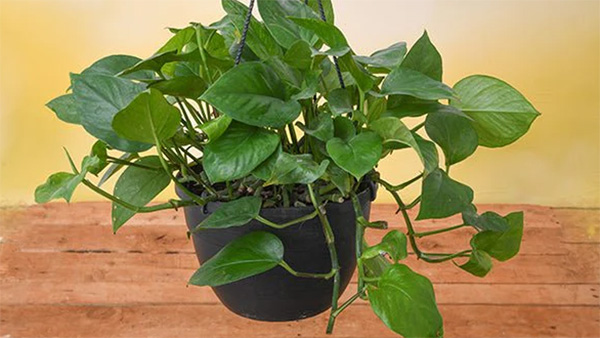 Vastu According to principles keeping a money plant attracts wealth but avoid making these mistakes
