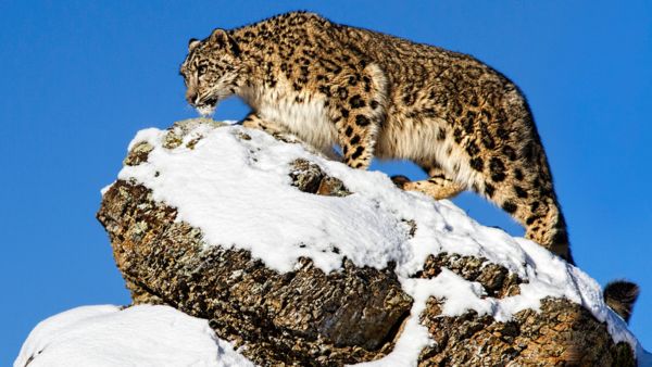 India s Wildlife Success Tiger Population Hits 3682 and Asiatic Lions Reach 891 Under PM Modi s Rules