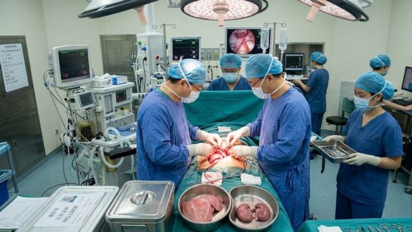 World First Multi-Organ Xenotransplantation Pig Organs Work Successfully Inside Human For 5 Days