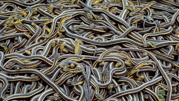 900-snakes-escape-from-china-snake-farm-amid-devastating-floods-residents-put-on-high-alert