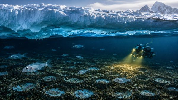 Massive Discovery Beneath Antarctica Ice 60 Million Fish Nests Found In Huge Spawning Area Under Ocean Massive Discovery Beneath Antarctica Ice 60 Million Fish Nests Found In Huge Spawning Area Under Ocean