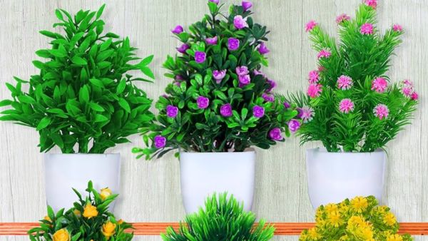 Vastu tips According to Vastu can artificial plants be kept in the house Vastu tips According to Vastu can artificial plants be kept in the house