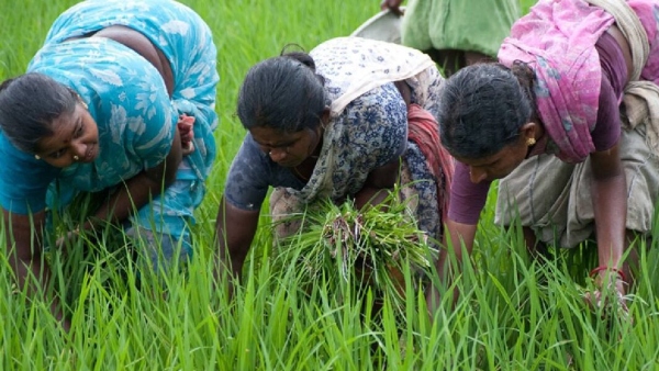 Centre goodnews to farmers green signal for release of pending 2024 Kharif crop insurance dues Centre goodnews to farmers green signal for release of pending 2024 Kharif crop insurance dues