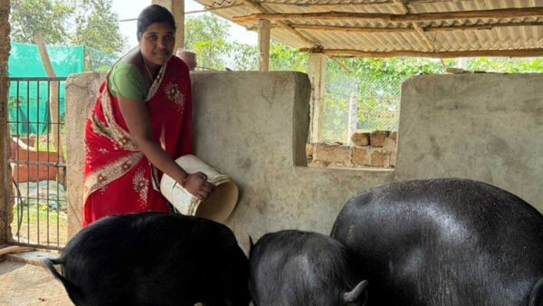Chhattisgarh Lakhpati Didi Dilmati Earns 8 Lakhs From Pig Farming Inspires Several Village Families Now