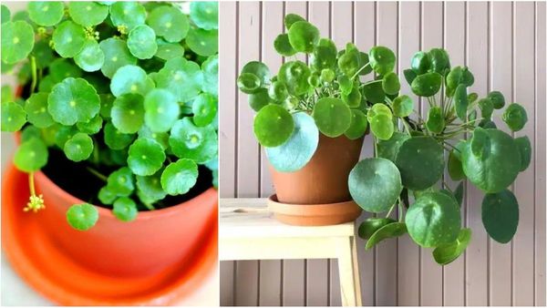 Lush green coin plant indoors for financial prosperity Lush green coin plant indoors for financial prosperity