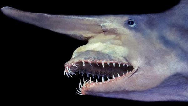 For the First Time Ever a 125 Million Year Old Goblin Shark Filmed Alive in Deep Ocean Watch Video Here