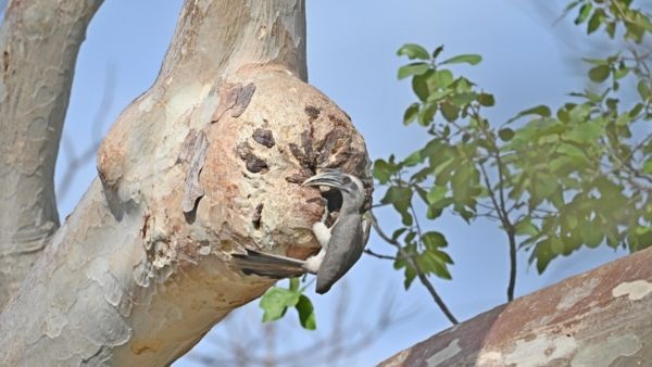 Indian Grey Hornbills Return to Gir After 60 Years Gujarat Forest Department Project a Grand Success Indian Grey Hornbills Return to Gir After 60 Years Gujarat Forest Department Project a Grand Success