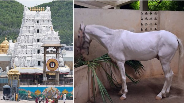 Horse Donated to TTD SV Goshala by TN Devotee and Hyderabad based Firm Rs 4 41 crore to the BIRRD