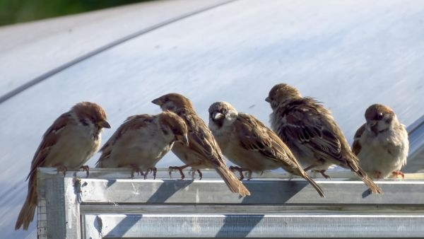 How 16 House Sparrows Released in 1851 Took Over America The Story of an Invasive Species Trend