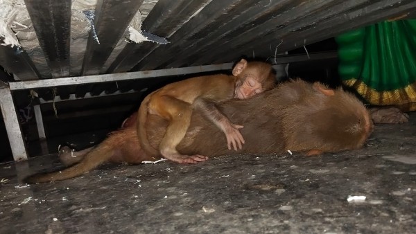 Heartbreaking Video Baby Monkey Sleeps On Dead Mother s Body After Accident In Rajanna Sircilla Watch