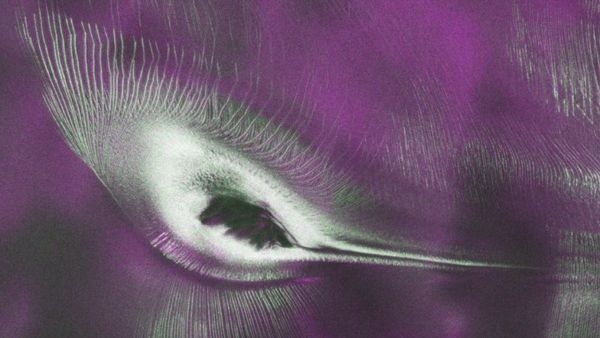 NASA-ISRO NISAR Satellite Spots Hummingbird Shape in Antarctica The Science Behind The Optical Illusion NASA-ISRO NISAR Satellite Spots Hummingbird Shape in Antarctica The Science Behind The Optical Illusion
