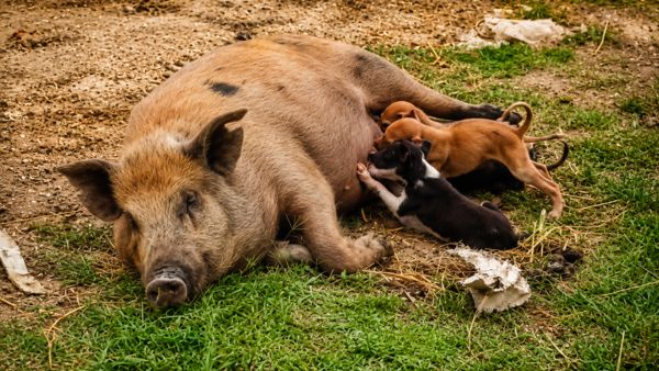 Heart Touching Video Pig Turns Foster Mother To Orphaned Puppies After Their Dog Mother Dies in Kurnool