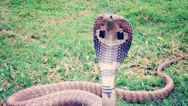 5 Longest Lived Snakes In India These Elusive Reptiles Can Survive For Over 30 Years Under Best Care 5 Longest Lived Snakes In India These Elusive Reptiles Can Survive For Over 30 Years Under Best Care