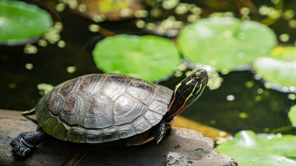 Is It Safe Keeping A Tortoise At Home As Per Vastu Scientific Facts Health Risks And Indian Law Norms Is It Safe Keeping A Tortoise At Home As Per Vastu Scientific Facts Health Risks And Indian Law Norms