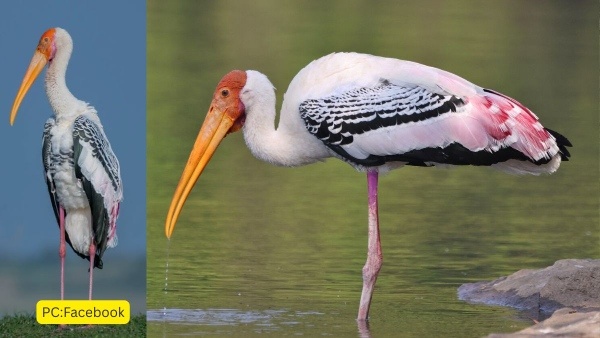 only-two-weeks-left-visit-veerapuram-to-witness-thousands-of-migratory-painted-storks only-two-weeks-left-visit-veerapuram-to-witness-thousands-of-migratory-painted-storks