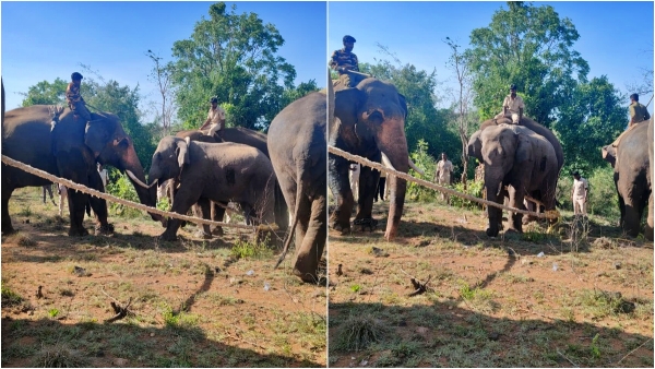 wildelephant Capture that had been terrorizing people near Palamaner area for eight months long wildelephant Capture that had been terrorizing people near Palamaner area for eight months long