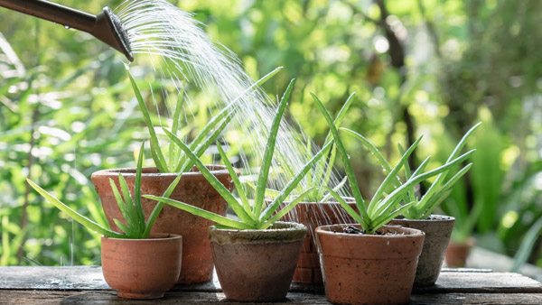 Vastu tips Should an aloe vera plant be grown at home according to the principles